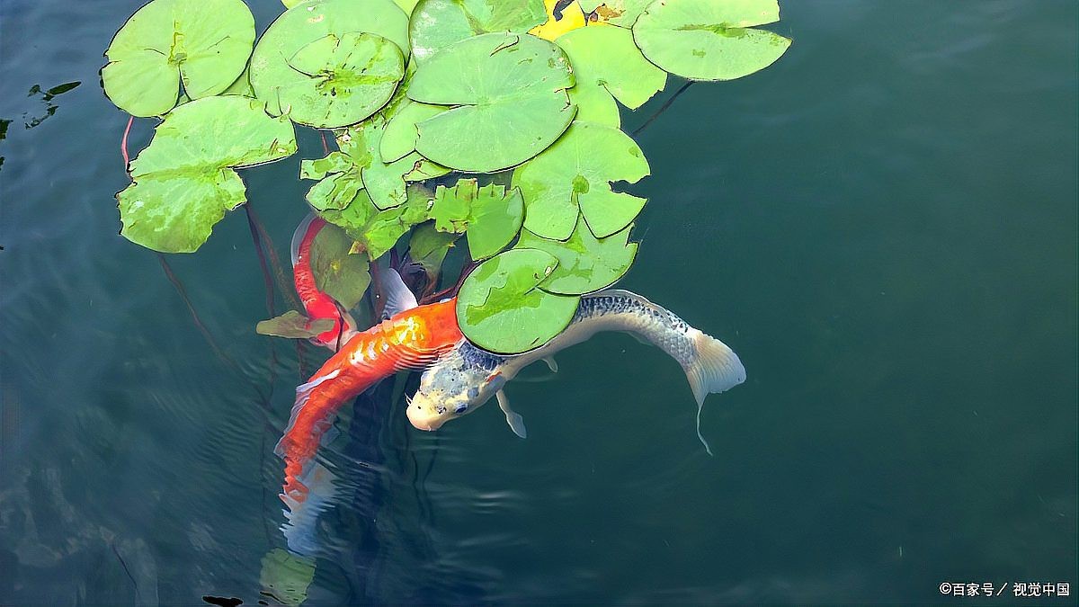 金龍魚缸里為什么不養水草 金龍魚缸里為什么不養水草 龍魚論壇 第8張