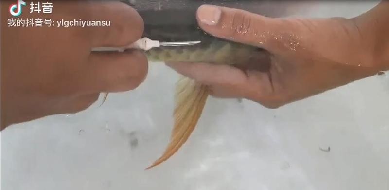 如何查詢龍魚的芯片證書？ 如何查詢龍魚的芯片證書？ 2025長(zhǎng)城杯龍魚大賽 第4張