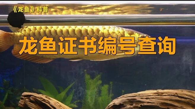 如何查詢龍魚的芯片證書？ 如何查詢龍魚的芯片證書？ 2025長(zhǎng)城杯龍魚大賽 第1張