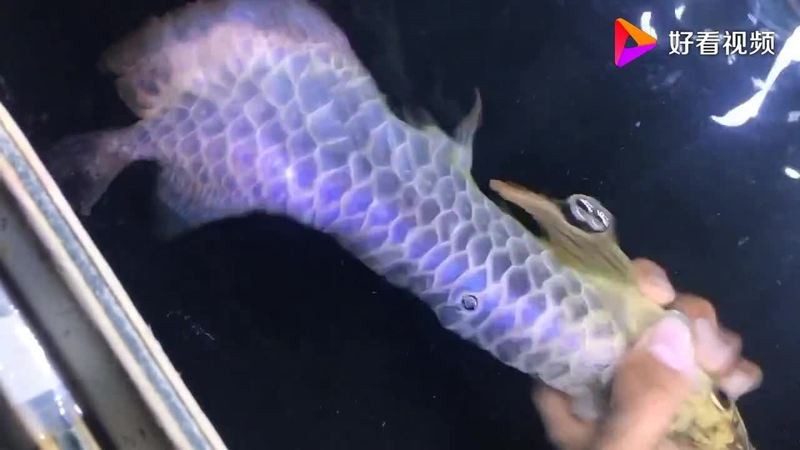 古典藍(lán)底過背金龍魚一般多少錢
