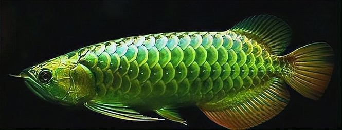 紅龍魚有哪些品種特點