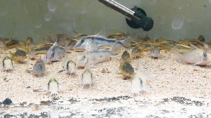 魚缸里的最佳底層魚是什么魚