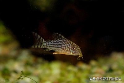 魚缸里的最佳底層魚是什么魚