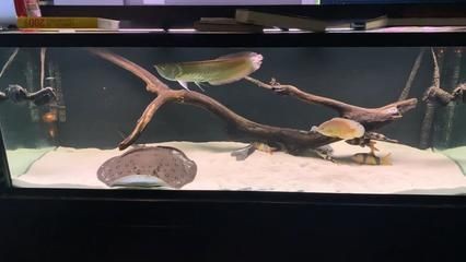魚缸里的最佳底層魚是什么魚