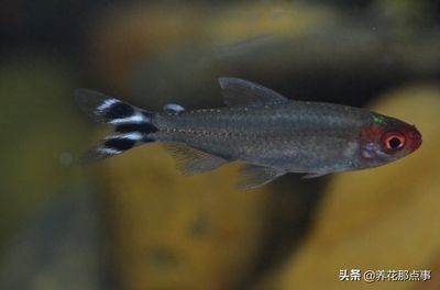 魚缸里的最佳底層魚是什么魚