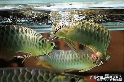 紅龍魚不愛吃東西是怎么回事？
