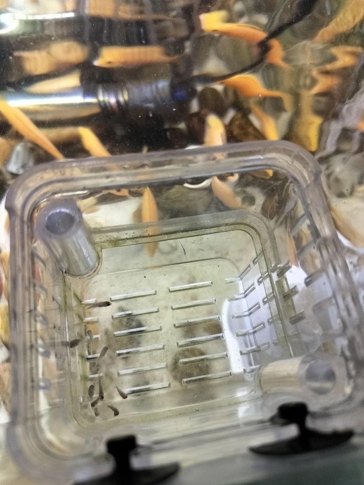 藍底龍魚用什么顏色的燈光好