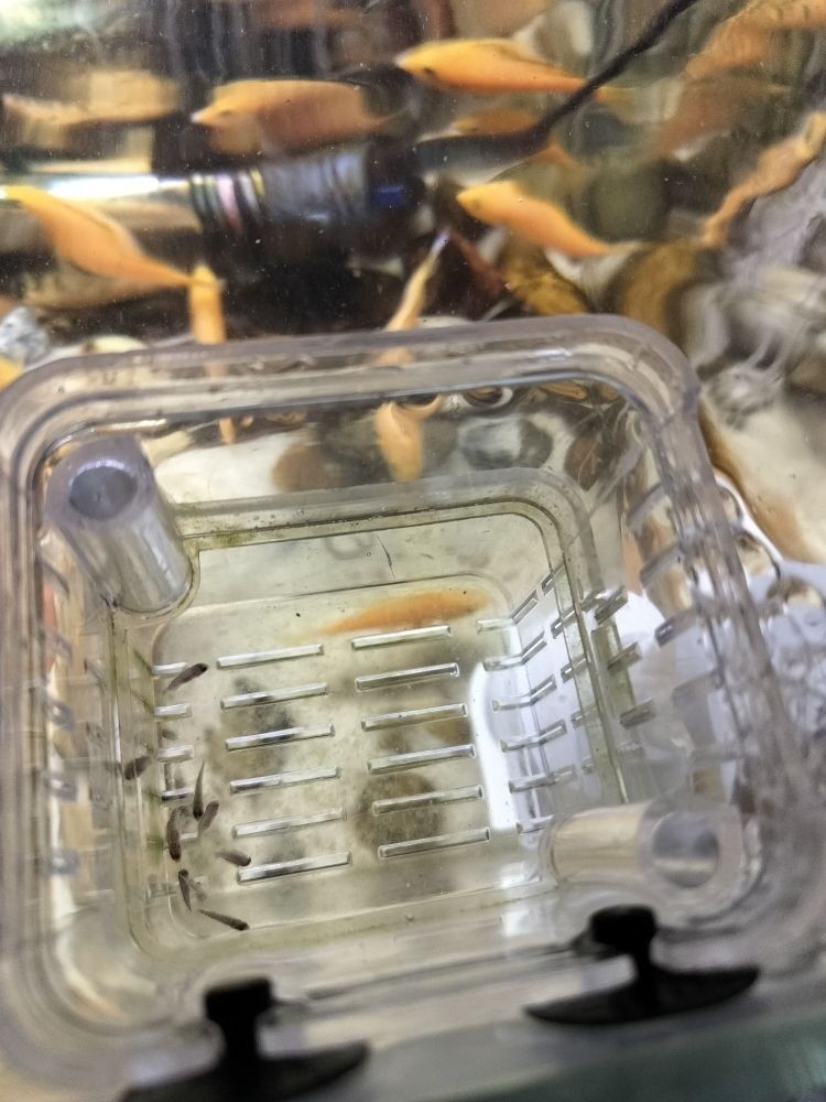 藍底龍魚用什么顏色的燈光好