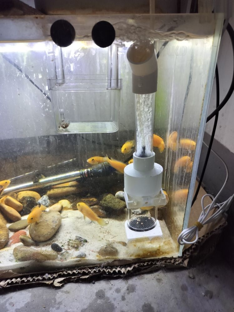 藍底龍魚用什么顏色的燈光好