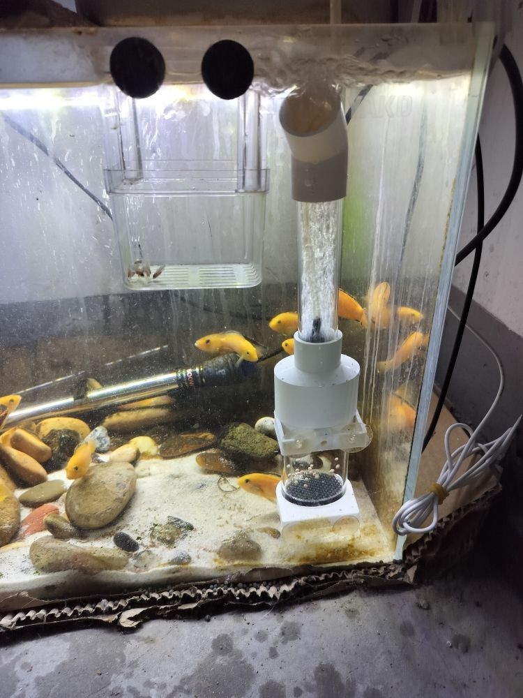 藍底龍魚用什么顏色的燈光好