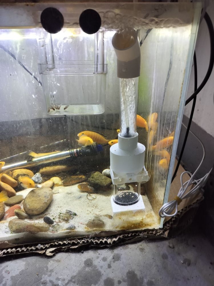 藍底龍魚用什么顏色的燈光好