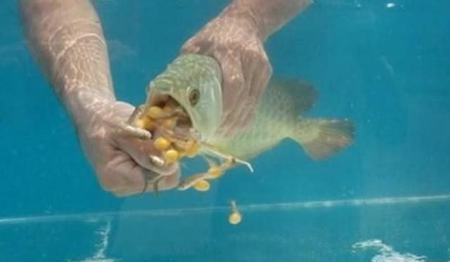 金龍魚怎么開口吃食：如何讓金龍魚開口吃食