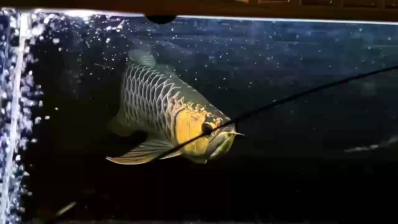 炮彈頭古典40-43公分