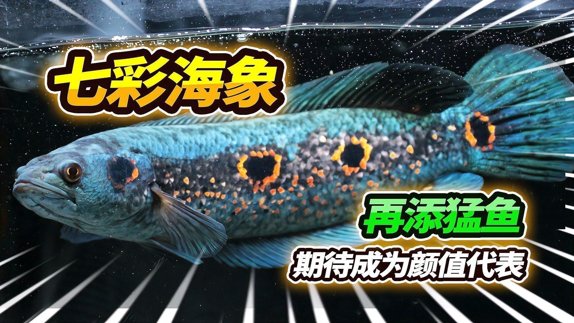 海象魚好養(yǎng)嗎