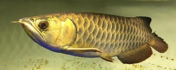 龍魚為什么掉眼（龍魚掉眼可能由多種因素導致，可能由多種因素導致）