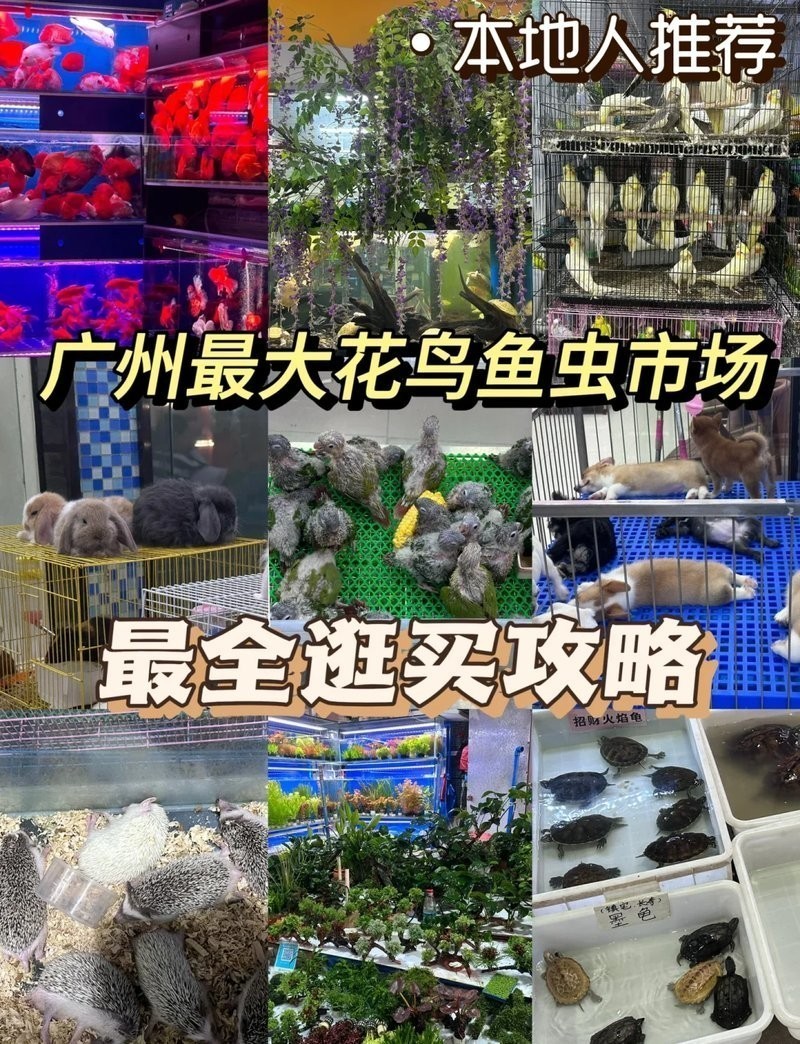 廣州龍魚市場的營業(yè)時間