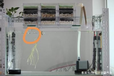 辛集市家興有余水族館：辛集市家興有余水族館嗎