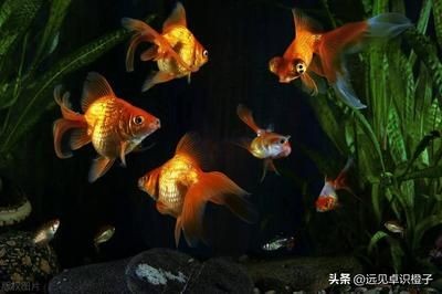 魚缸家人：魚缸家人是什么意思