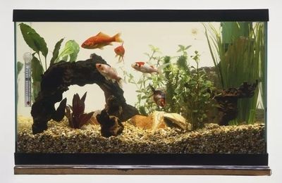 魚缸家人：魚缸家人是什么意思