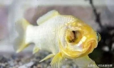 魚缸家人：魚缸家人是什么意思