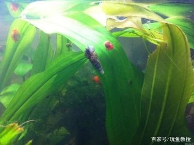 魚缸家人：魚缸家人是什么意思