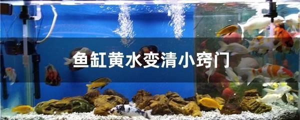 魚缸去黃水小竅門 魚缸去黃水小竅門 魚缸百科 第2張