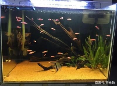 魚缸去黃水小竅門 魚缸去黃水小竅門 魚缸百科 第1張