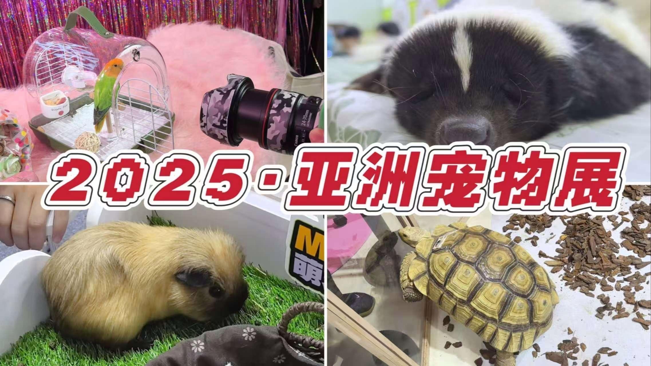 2025年寵物展會門票價格