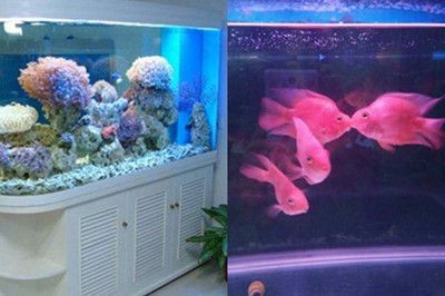 魚(yú)缸的水什么樣最好養(yǎng)：如何維護(hù)魚(yú)缸水質(zhì)