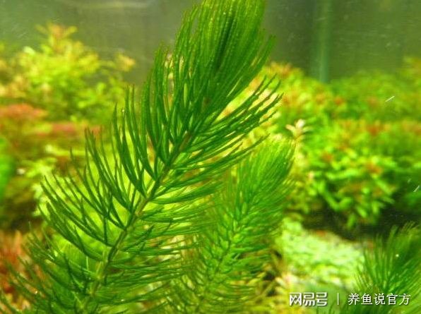 魚缸推薦水草（適合新手和經驗豐富的水草愛好者的魚缸水草推薦）