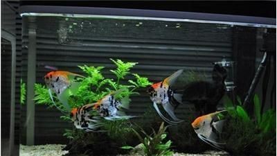 定興縣魚缸銷售點(diǎn)：定興縣哪里有專門賣魚缸的店鋪