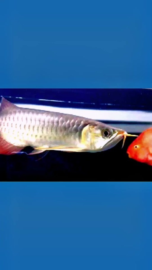 怎樣區分金龍魚和紅龍魚圖片對比