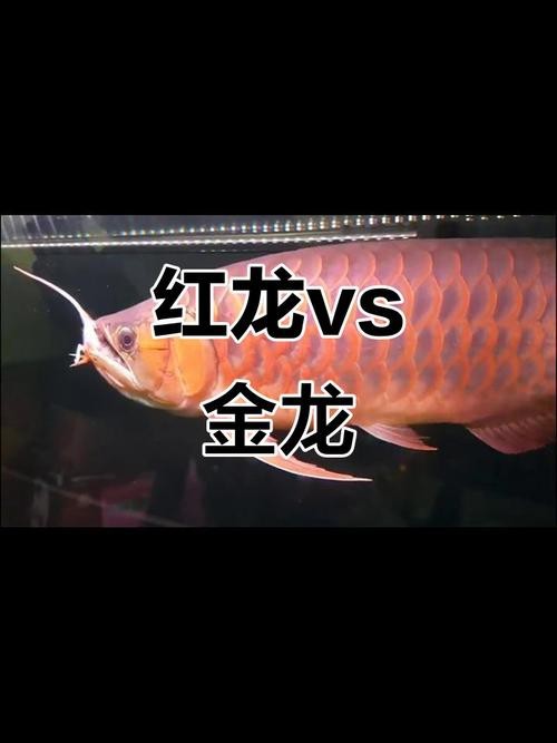 怎樣區分金龍魚和紅龍魚圖片對比