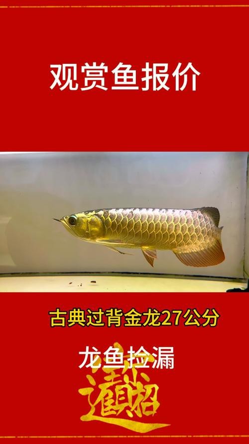怎樣區分金龍魚和紅龍魚圖片對比