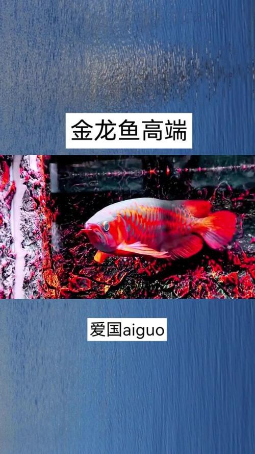 怎樣區分金龍魚和紅龍魚圖片對比