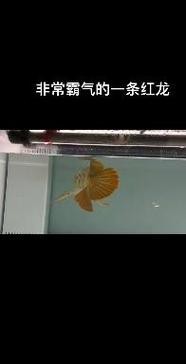 怎樣區分金龍魚和紅龍魚圖片對比