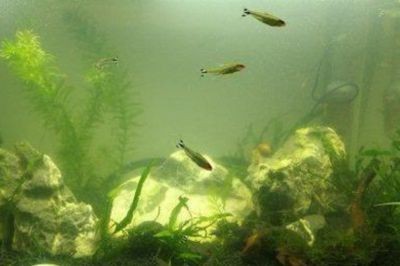 魚(yú)缸水質(zhì)維護(hù)誤區(qū)：關(guān)于魚(yú)缸水質(zhì)維護(hù)的誤區(qū)及其正確做法
