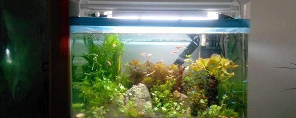魚(yú)缸水質(zhì)維護(hù)誤區(qū)：關(guān)于魚(yú)缸水質(zhì)維護(hù)的誤區(qū)及其正確做法