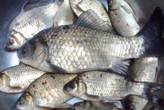 鯽魚會自己繁殖嗎