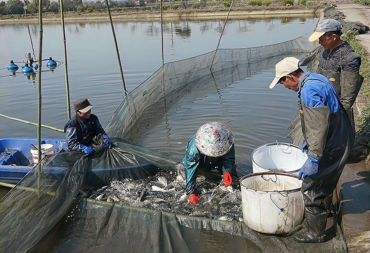 鯽魚會自己繁殖嗎