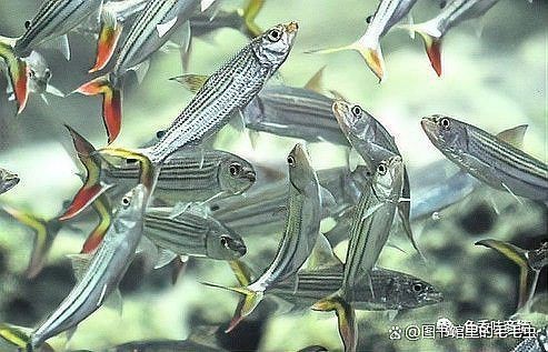 鯽魚會自己繁殖嗎