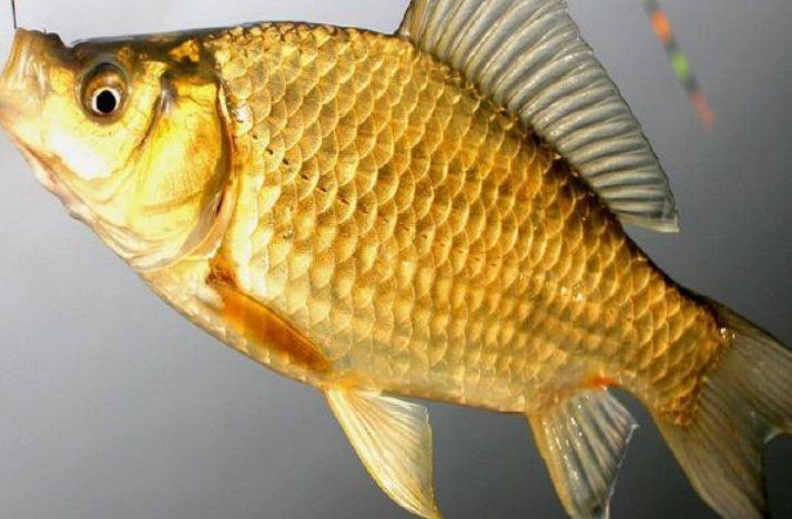鯽魚會自己繁殖嗎