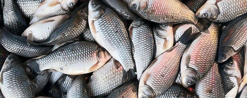 鯽魚會自己繁殖嗎