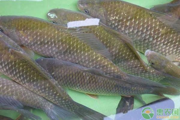 鯽魚會自己繁殖嗎