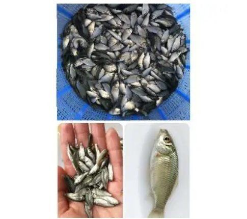 鯽魚會自己繁殖嗎