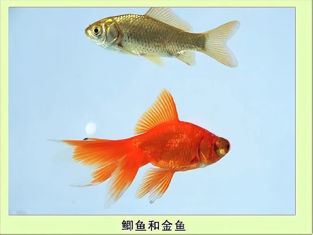 鯽魚會自己繁殖嗎