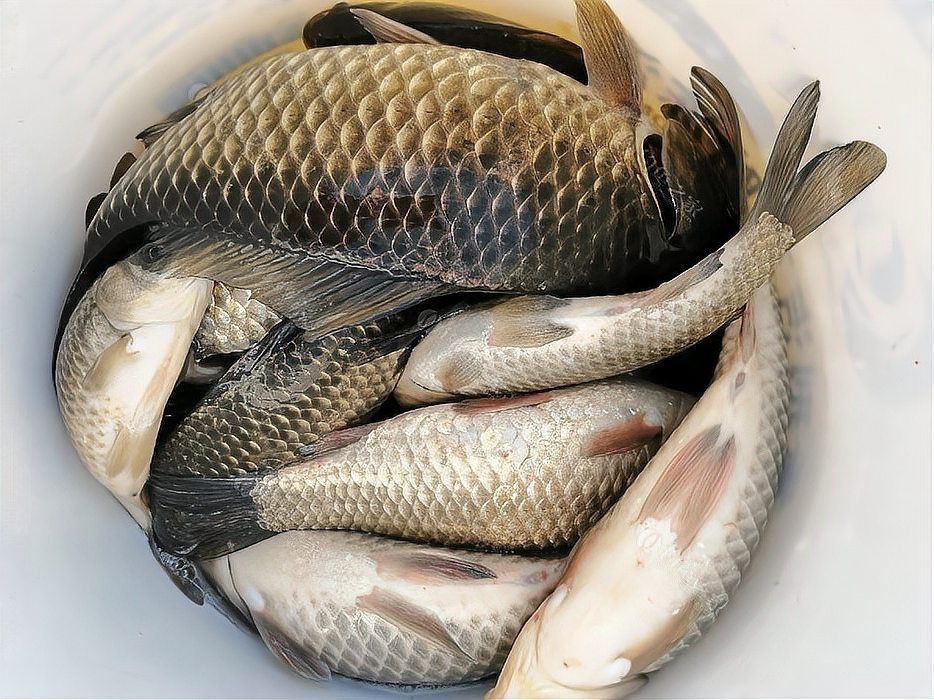 鯽魚會自己繁殖嗎