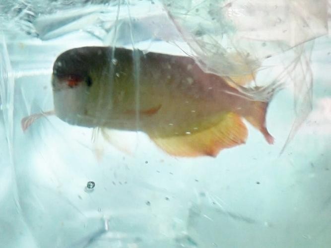 安巴旺紅龍魚的市場價格是多少？