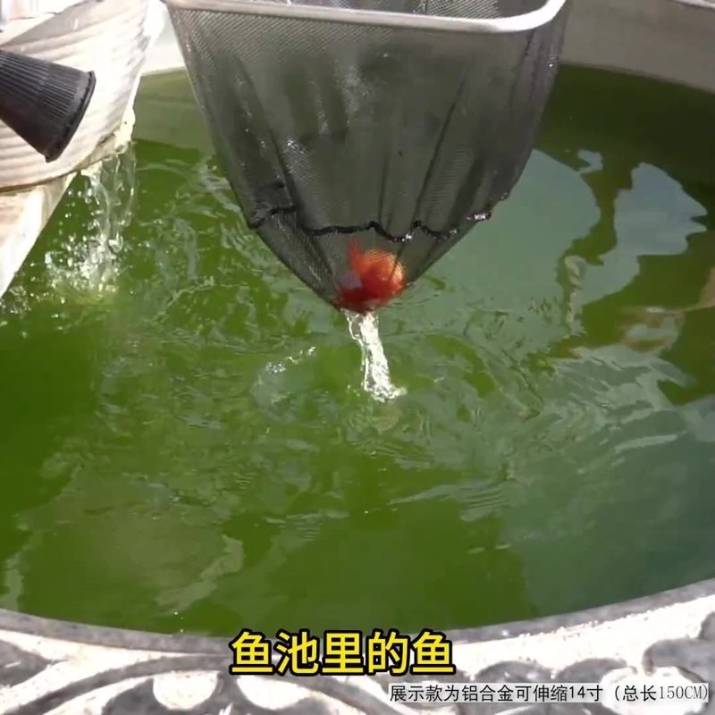龍魚網(wǎng)撈