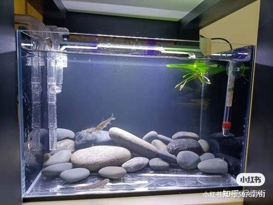 養魚新手必讀：魚缸選擇和維護：關于魚缸的常見問題